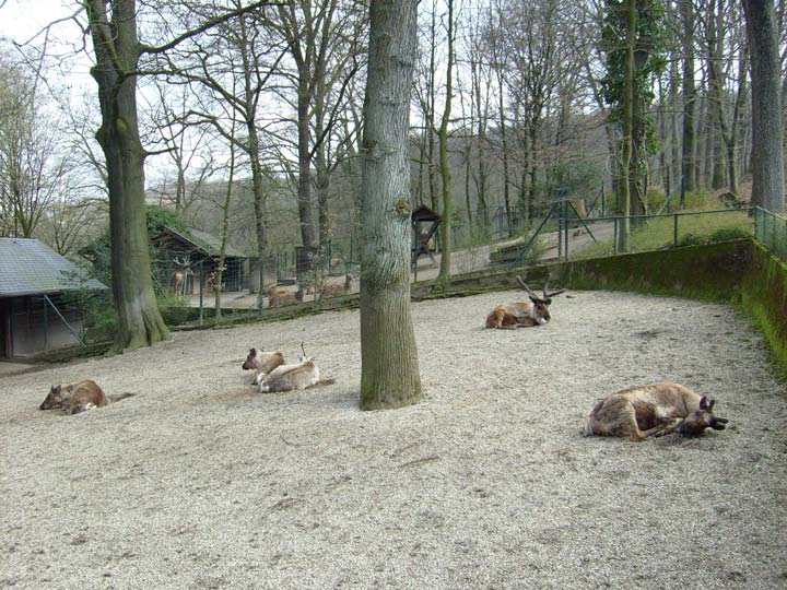 Rentier im Zoo Wuppertal im April 2008