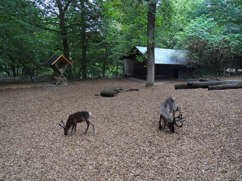 Mulchboden auf der Anlage der Rentiere am 16. September 2016 im Grünen Zoo Wuppertal