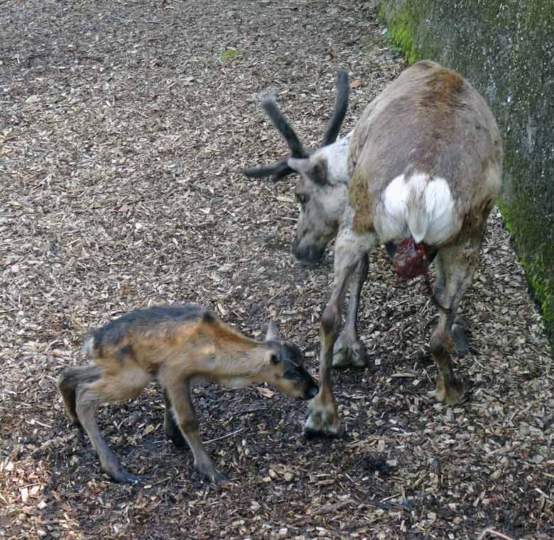 Rentier-Mutter mit Jungtier am 7. Mai 2017 im Wuppertaler Zoo