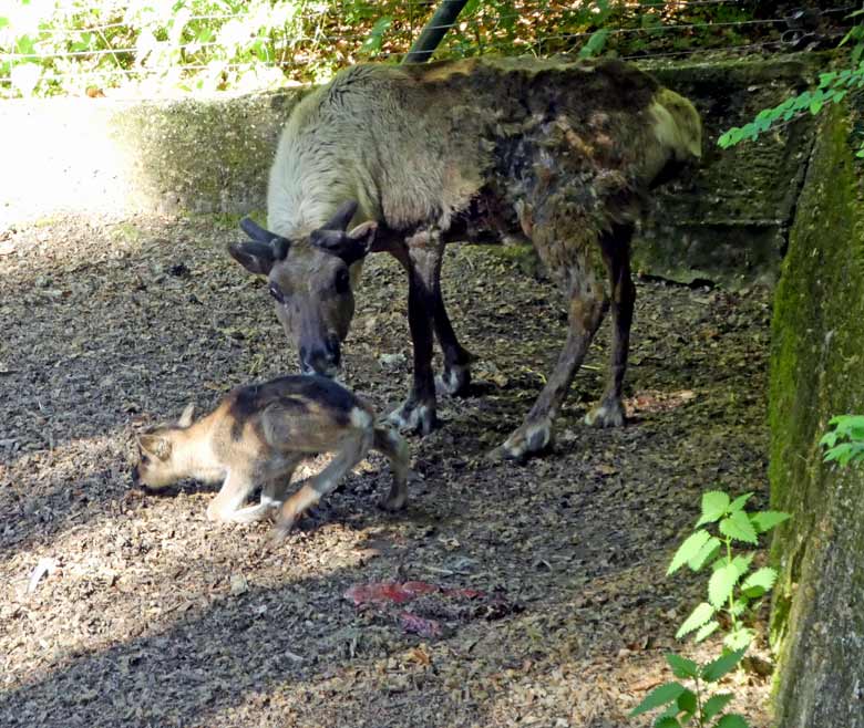 Wenige Stunden altes Rentier-Jungtier am 7. Mai 2018 auf der Außenanlage im Wuppertaler Zoo