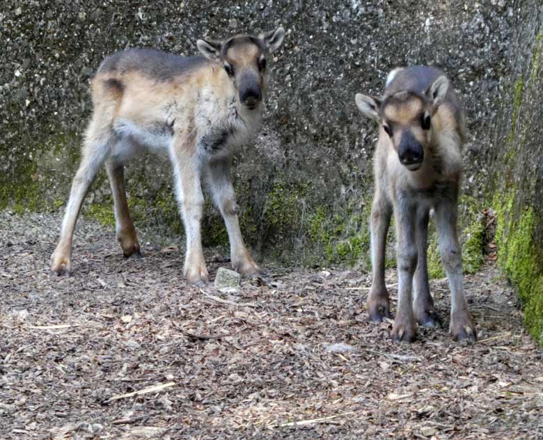 Zwei Rentier-Jungtiere am 18. Mai 2018 im Grünen Zoo Wuppertal