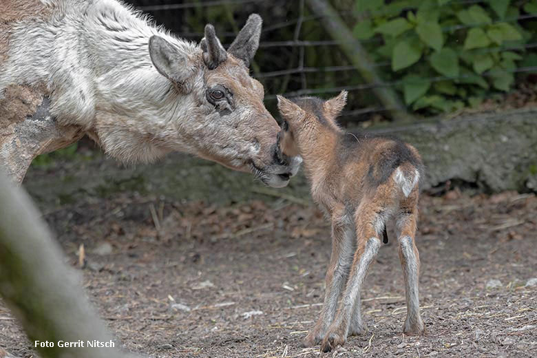 Rentier mit Jungtier am 24. Mai 2019 im Wuppertaler Zoo (Foto Gerrit Nitsch)