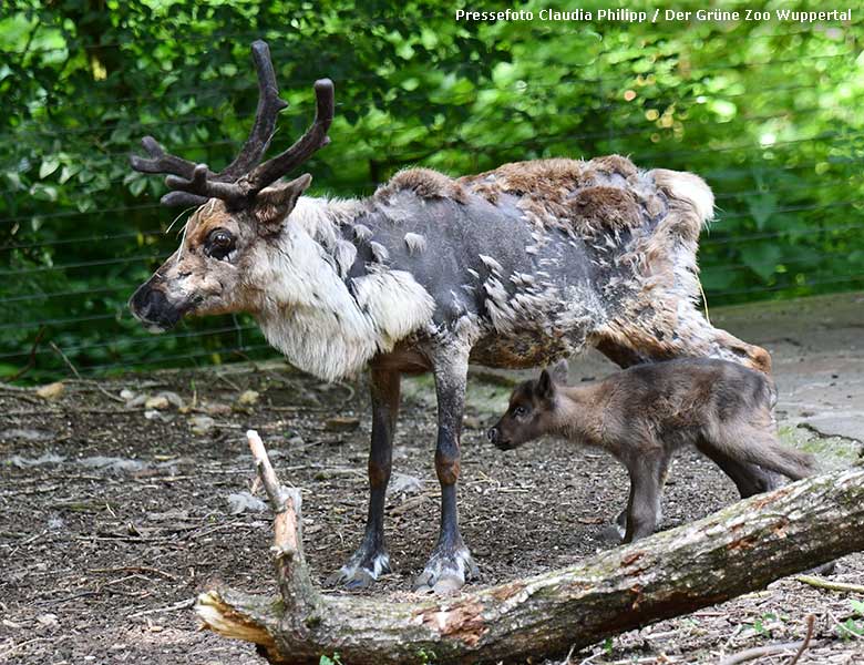 Rentier-Weibchen mit Jungtier am ersten Lebenstag, dem 1. Juni 2019, im Grünen Zoo Wuppertal (Pressefoto Claudia Philipp - Der Grüne Zoo Wuppertal)