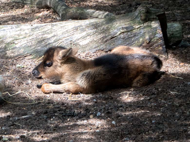 Das bereits vor einer Woche geborene Rentier-Jungtier am 1. Juni 2019 auf der Außenanlage im Grünen Zoo Wuppertal