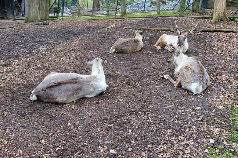 Vier Rentiere am 12. März 2021 auf der Außenanlage im Grünen Zoo Wuppertal