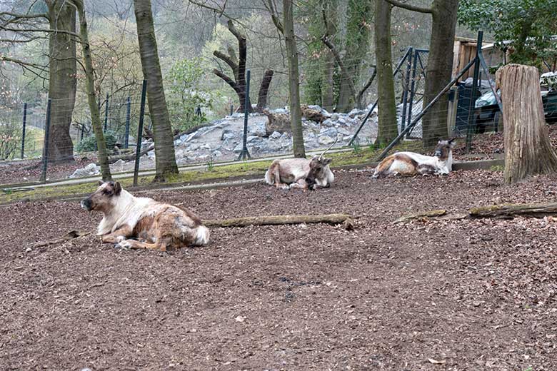 Drei Rentiere (Haustierform) am 2. April 2021 auf der rechten Außenanlage im Wuppertaler Zoo