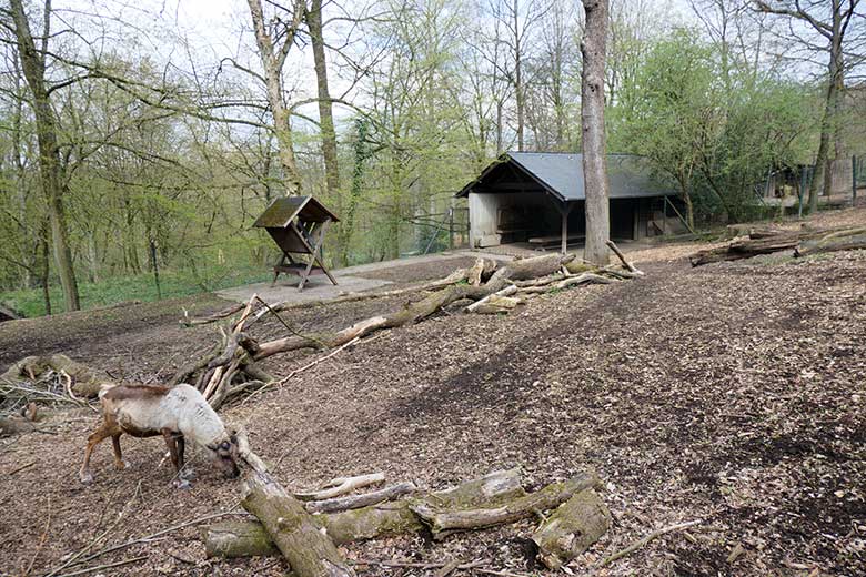 Rentier (Haustierform) am 15. April 2021 auf der linken Außenanlage im Grünen Zoo Wuppertal