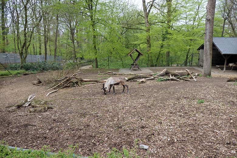 Rentier (Haustierform) am 30. April 2021 auf der linken Außenanlage im Wuppertaler Zoo