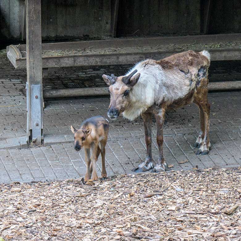 Rentier mit Jungtier am 6. Mai 2021 auf der linken Außenanlage im Wuppertaler Zoo