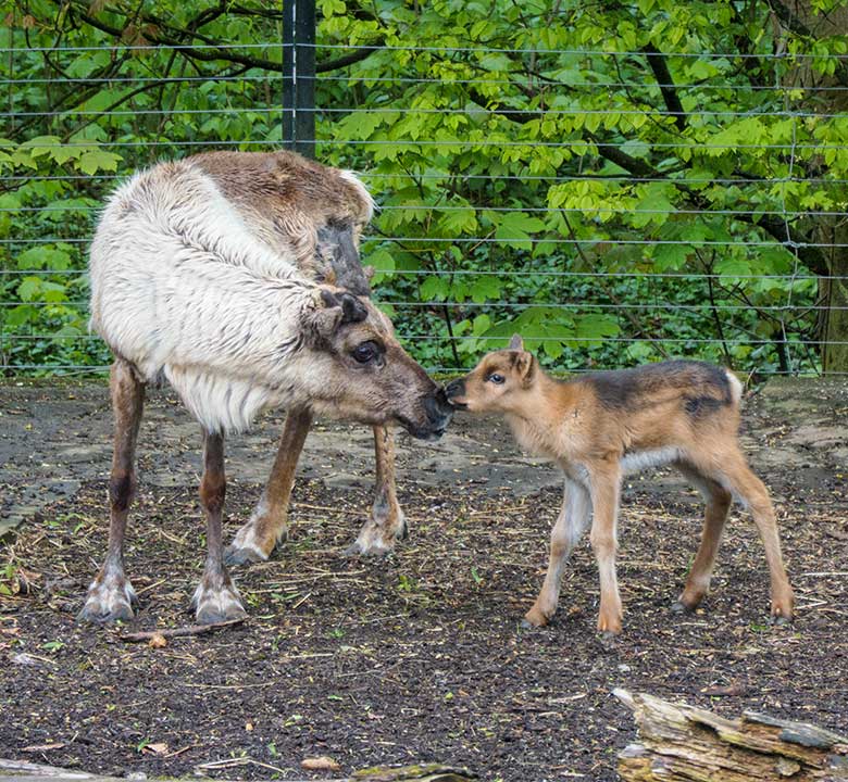Das bereits vor drei Tagen geborene Rentier-Jungtier am 7. Mai 2021 auf der linken Außenanlage im Zoologischen Garten Wuppertal