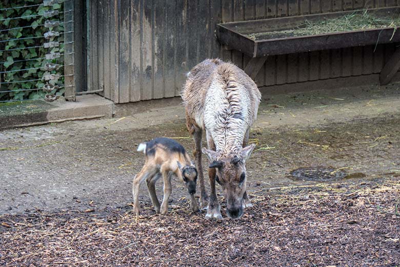 Rentier-Jungtier an seinem ersten Lebenstag am 7. Mai 2021 auf der rechten Außenanlage im Wuppertaler Zoo
