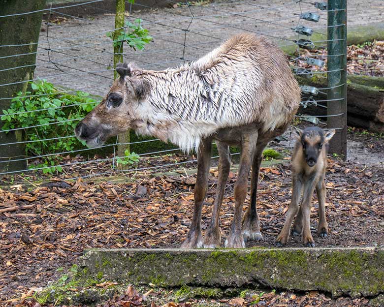 Rentier-Jungtier an seinem ersten Lebenstag am 7. Mai 2021 auf der Außenanlage im Zoo Wuppertal