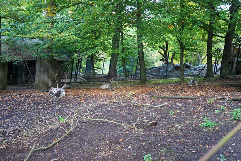 Rentiere (Haustierform) am 16. Oktober 2021 auf der rechten Außenanlage im Grünen Zoo Wuppertal