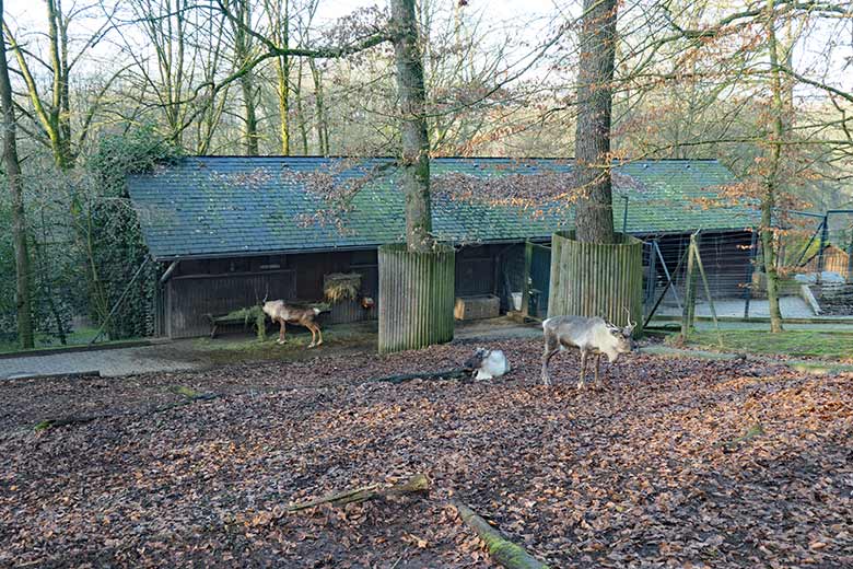 Drei Rentiere (Haustierform) am 15. Januar 2022 auf der Außenanlage im Zoologischen Garten der Stadt Wuppertal