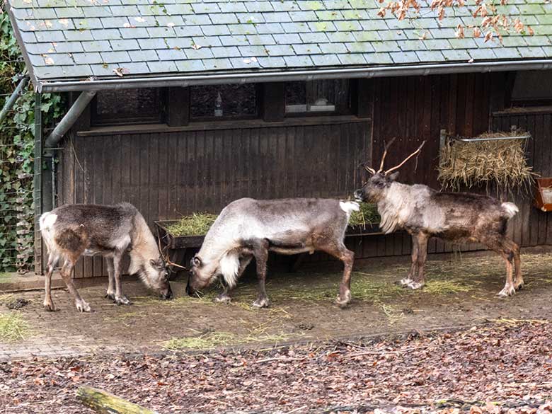 Drei Rentiere (Haustierform) am 15. Januar 2022 auf der Außenanlage im Grünen Zoo Wuppertal
