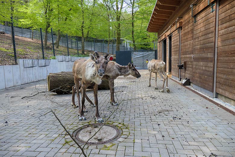 Drei Europäische Waldrentiere am 1. Mai 2021 im Vorgehege am Stallgebäude im Zoologischen Garten Wuppertal