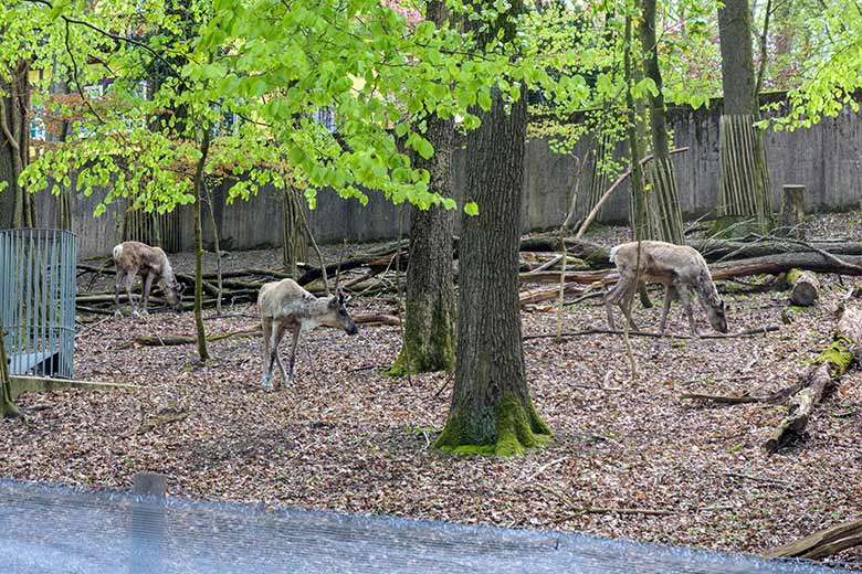 Drei Europäische Waldrentiere am 6. Mai 2021 auf der waldigen Außenanlage im Grünen Zoo Wuppertal