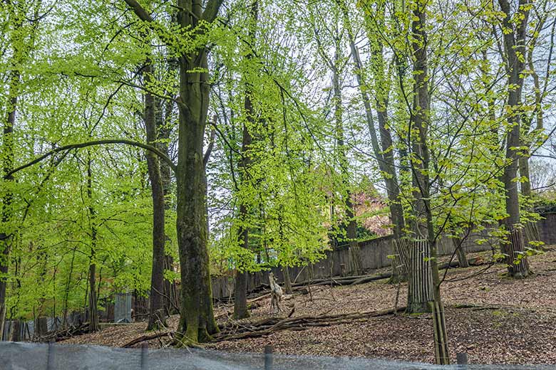 Europäisches Waldrentier am 6. Mai 2021 auf der waldigen Außenanlage im Wuppertaler Zoo