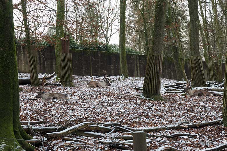 Europäische Waldrentiere am 26. Dezember 2021 im ehemaligen Milu-Wald im Wuppertaler Zoo