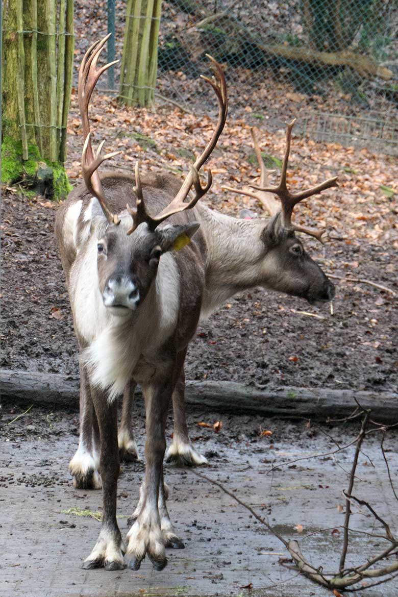 Europäische Waldrentiere am 31. Dezember 2021 im Vorgehege am Stallgebäude im Zoo Wuppertal