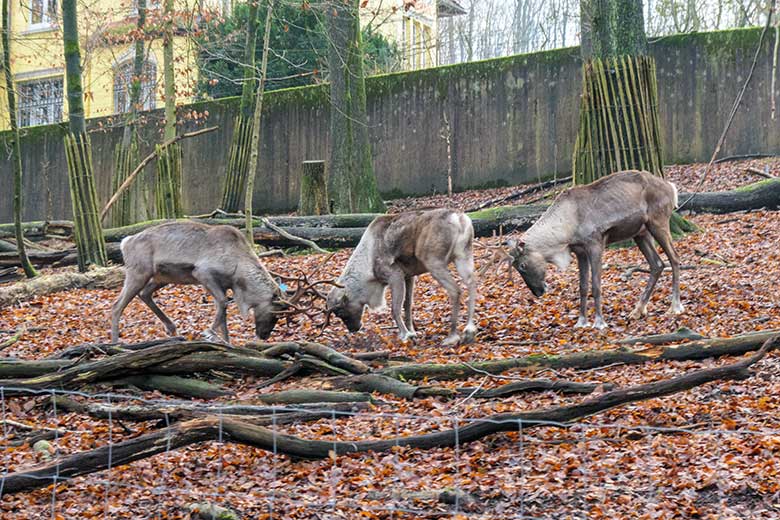 Europäische Waldrentiere am 6. Januar 2022 auf der Außenanlage im Grünen Zoo Wuppertal