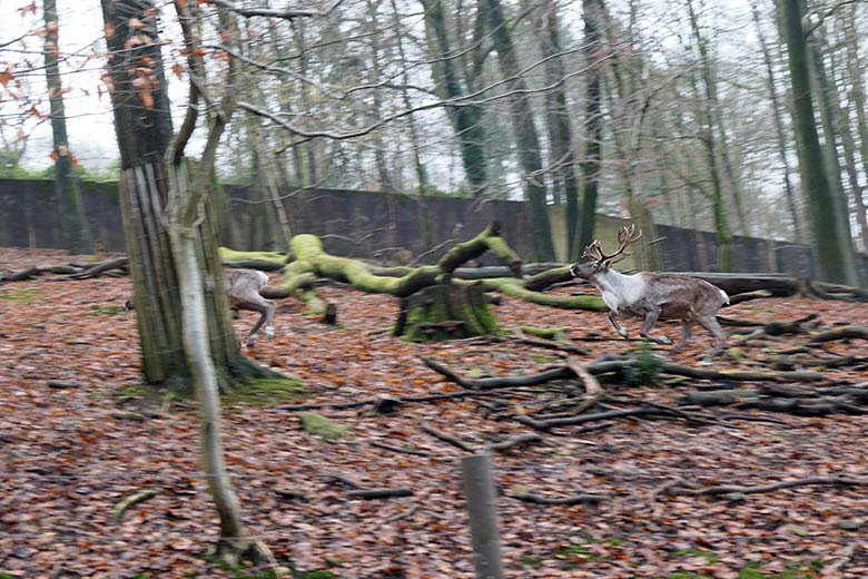 Europäische Waldrentiere am 6. Januar 2022 auf der Außenanlage im Wuppertaler Zoo