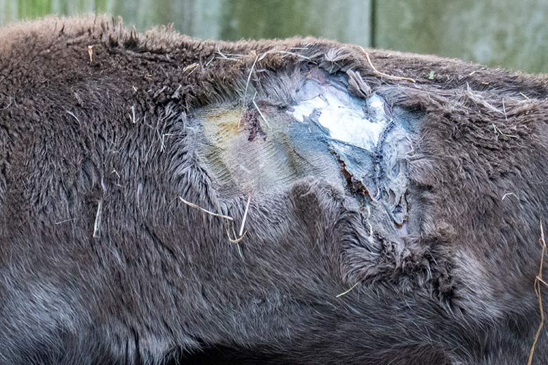 Verletztes männliches Europäisches Waldrentier am 30. November 2023 im Vorgehege am Stallgebäude im Wuppertaler Zoo