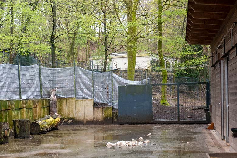 Weibliches Europäisches Waldrentier ORVOKKI am 3. April 2024 im Vorgehege im Zoo Wuppertal