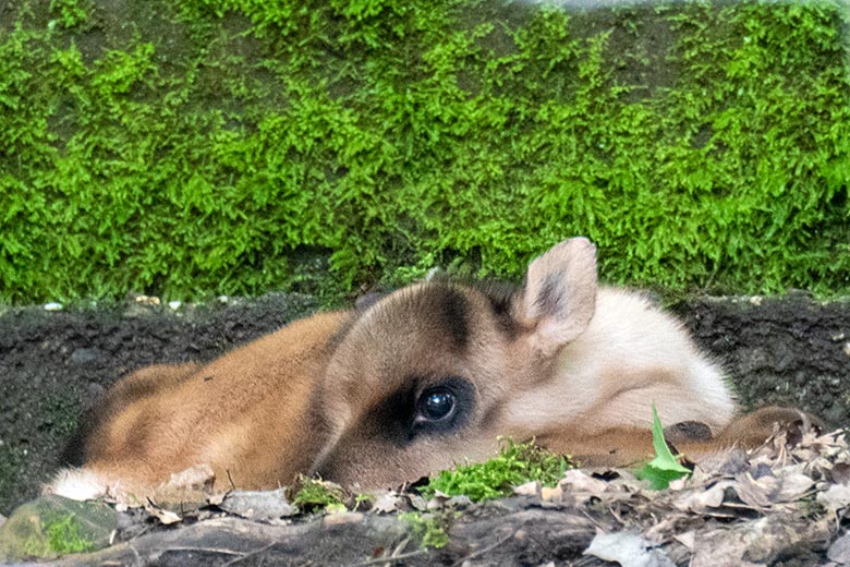 Europäisches Waldrentier-Jungtier an seinem ersten Lebenstag am 27. Mai 2024 auf dem Waldgelände der Rentier-Außenanlage im Grünen Zoo Wuppertal