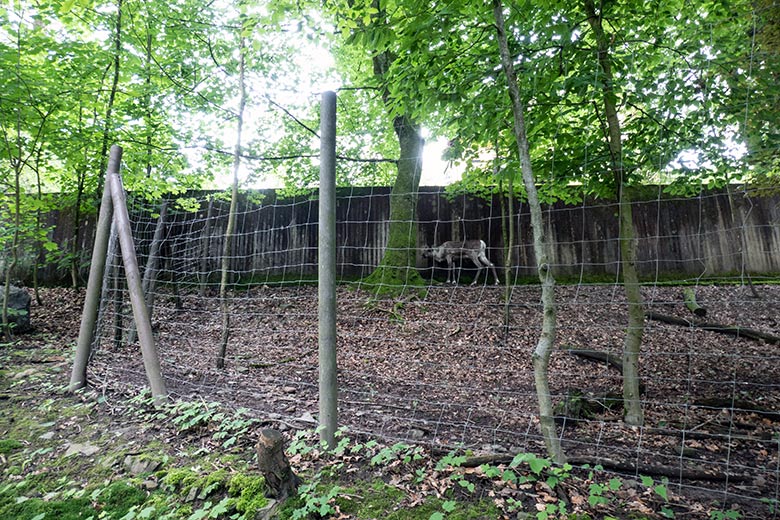 Europäisches Waldrentier-Jungtier an seinem ersten Lebenstag am 27. Mai 2024 mit seiner Rentier-Mutter ORVOKKI auf dem Waldgelände der Rentier-Außenanlage im Zoo Wuppertal