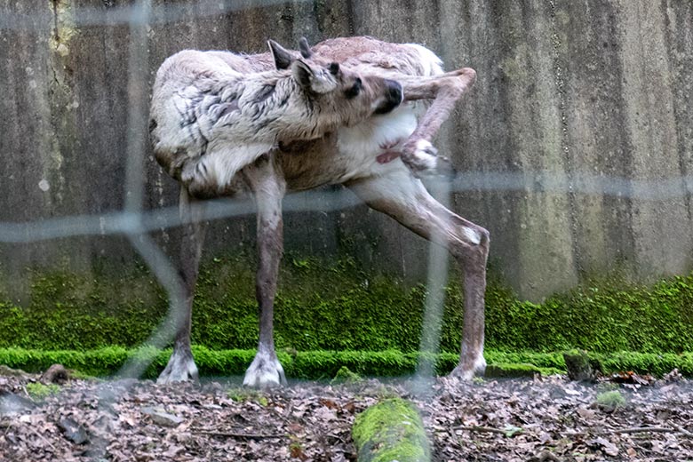Europäische Waldrentier-Kuh ORVOKKI am 27. Mai 2024 auf dem Waldgelände der Rentier-Außenanlage im Grünen Zoo Wuppertal