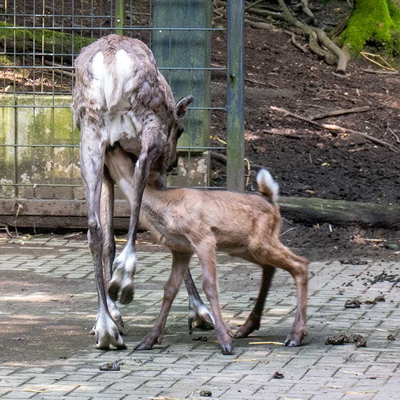 Europäisches Waldrentier ORVOKKI mit dem männlichen Jungtier am 23. Juni 2024 im Vorgehege im Grünen Zoo Wuppertal