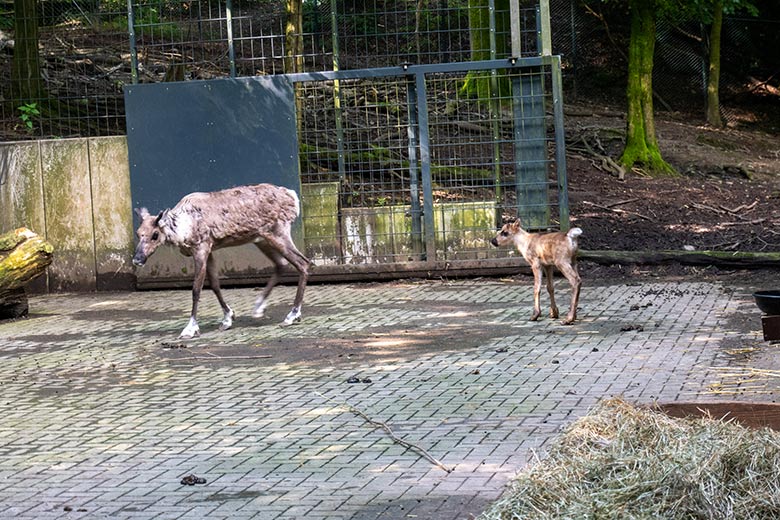 Europäisches Waldrentier ORVOKKI mit dem männlichen Jungtier am 23. Juni 2024 im Vorgehege im Grünen Zoo Wuppertal