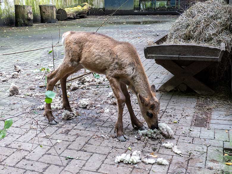 Männliches Europäisches Waldrentier-Jungtier am 26. Juli 2024 allein im Vorgehege im Wuppertaler Zoo