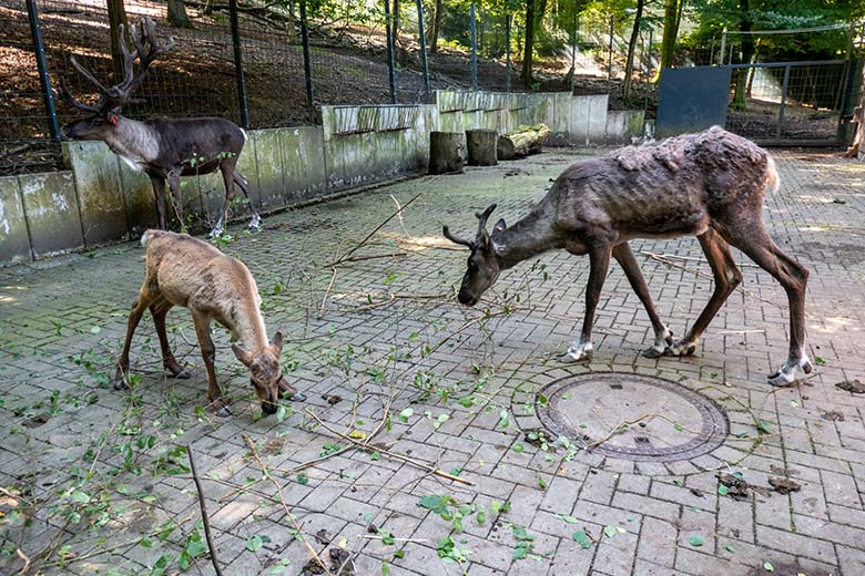 Männliches Europäisches Waldrentier-Jungtier mit seiner Waldrentier-Mutter ORVOKKI und dem männlichen Europäischen Waldrentier (hinten) am 29. Juli 2024 im Vorgehege im Zoo Wuppertal