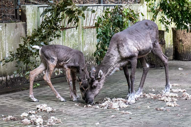 Männliches Europäisches Waldrentier-Jungtier mit seiner Waldrentier-Mutter ORVOKKI am 25. August 2024 im Vorgehege im Zoologischen Garten Wuppertal