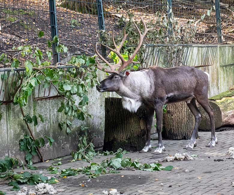 Adultes männliches Europäisches Waldrentier am 6. Oktober 2024 im Vorgehege im Grünen Zoo Wuppertal