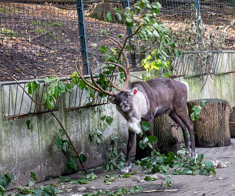 Adultes männliches Europäisches Waldrentier am 6. Oktober 2024 im Vorgehege im Zoologischen Garten Wuppertal