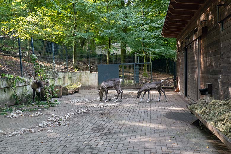 Adultes männliches Europäisches Waldrentier und weibliches Europäisches Waldrentier ORVOKKI mit dem männlichen Jungtier am 6. Oktober 2024 im Vorgehege im Zoo Wuppertal