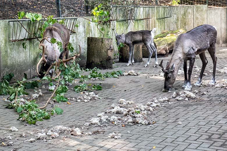 Adultes männliches Europäisches Waldrentier mit dem männlichen Jungtier und dem weiblichen Europäischen Waldrentier ORVOKKI am 6. Oktober 2024 im Vorgehege im Wuppertaler Zoo