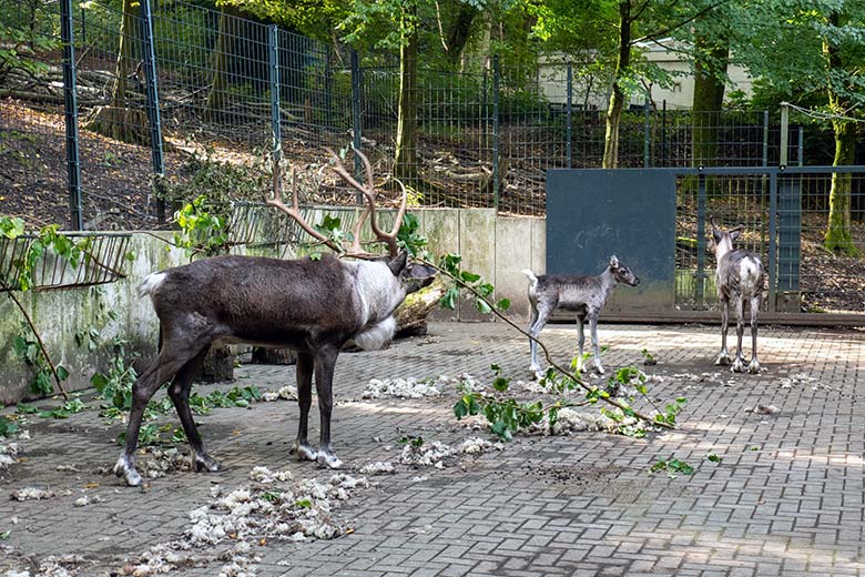 Adultes männliches Europäisches Waldrentier mit dem männlichen Jungtier und dem weiblichen Europäischen Waldrentier ORVOKKI am 6. Oktober 2024 im Vorgehege im Grünen Zoo Wuppertal