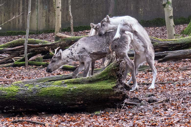 Weibliches Europäisches Waldrentier ORVOKKI und männliches Waldrentier-Jungtier am 8. Januar 2025 auf dem Waldgelände der Außenanlage im Grünen Zoo Wuppertal