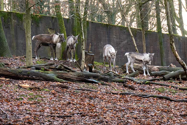 Adultes männliches Europäisches Waldrentier, weibliches Europäisches Waldrentier ORVOKKI, männliches Waldrentier-Jungtier und weibliches Europäisches Waldrentier LUNA am 8. Januar 2025 auf dem Waldgelände der Außenanlage im Zoologischen Garten Wuppertal