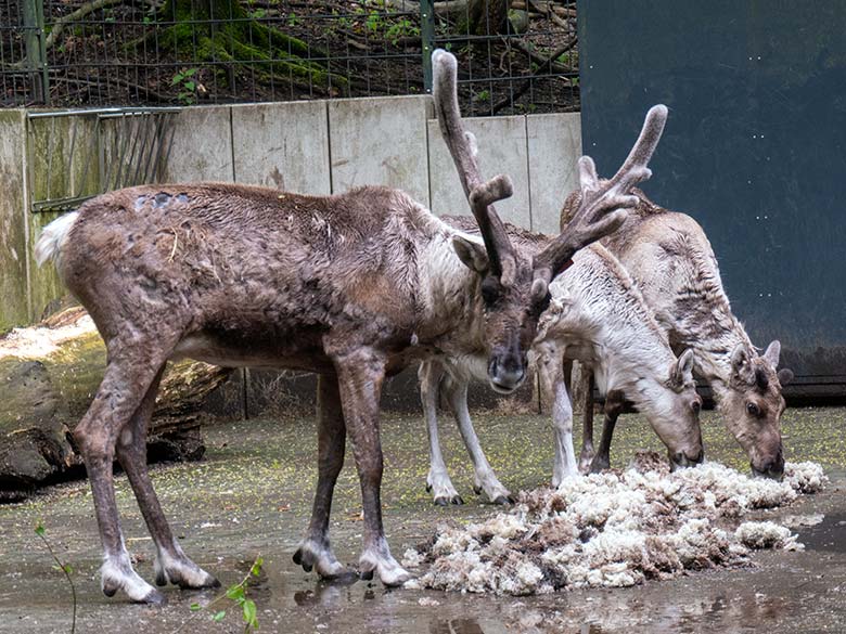 Männliches Europäisches Waldrentier mit dem Jungtier und dem weiblichen Waldrentier ORVOKKI am 25. April 2025 im Vorgehege am Stallgebäude im Zoologischen Garten Wuppertal