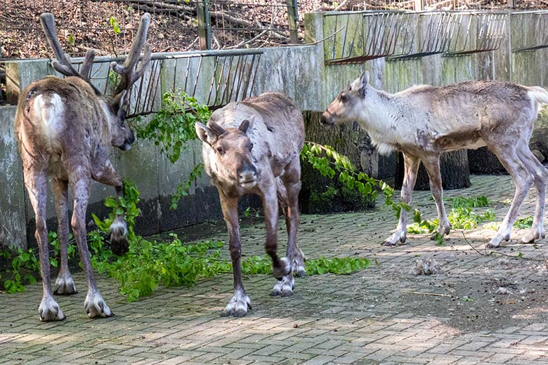 Männliches Europäisches Waldrentier mit dem weiblichen Waldrentier ORVOKKI und dem Jungtier am 26. April 2025 im Vorgehege am Stallgebäude im Wuppertaler Zoo