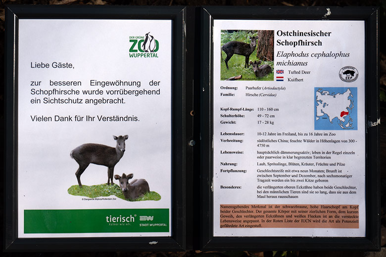 Ausschilderung Ostchinesischer Schopfhirsch am 14. Februar 2023 an der neuen Panda-Anlage im Grünen Zoo Wuppertal