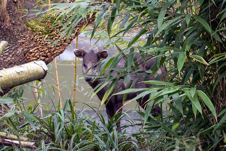 Weiblicher Ostchinesischer Schopfhirsch am 4. März 2023 auf der neuen Panda-Anlage im Wuppertaler Zoo