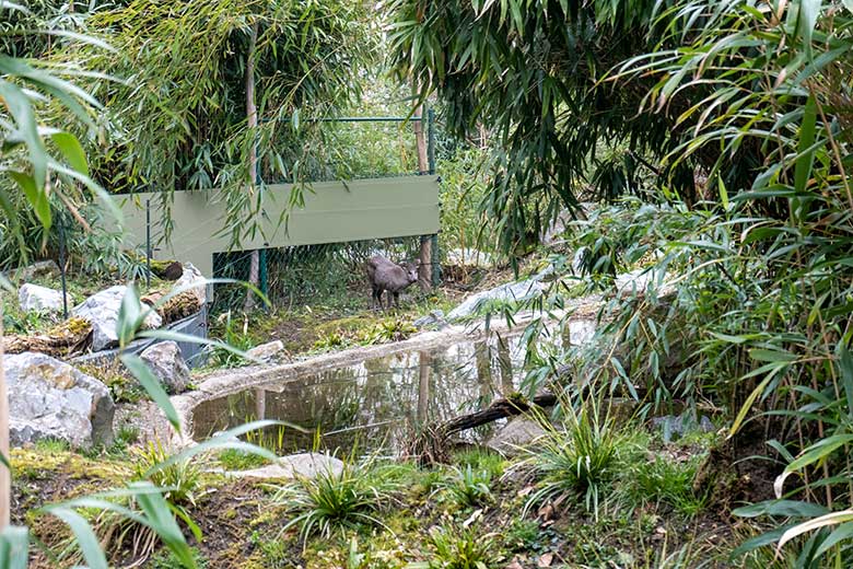 Weiblicher Ostchinesischer Schopfhirsch am 8. April 2023 auf der neuen Panda-Anlage im Wuppertaler Zoo