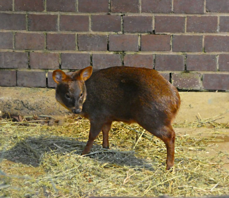 Südlicher Pudu am 12. November 2017 im Südamerikahaus im Zoologischen Garten der Stadt Wuppertal