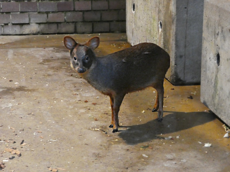 Südlicher Pudu am 12. November 2017 im Südamerikahaus im Wuppertaler Zoo